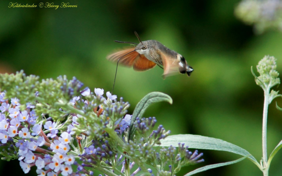 Kolibrivlinder - Geleedpotigen - Kolibrivlinder