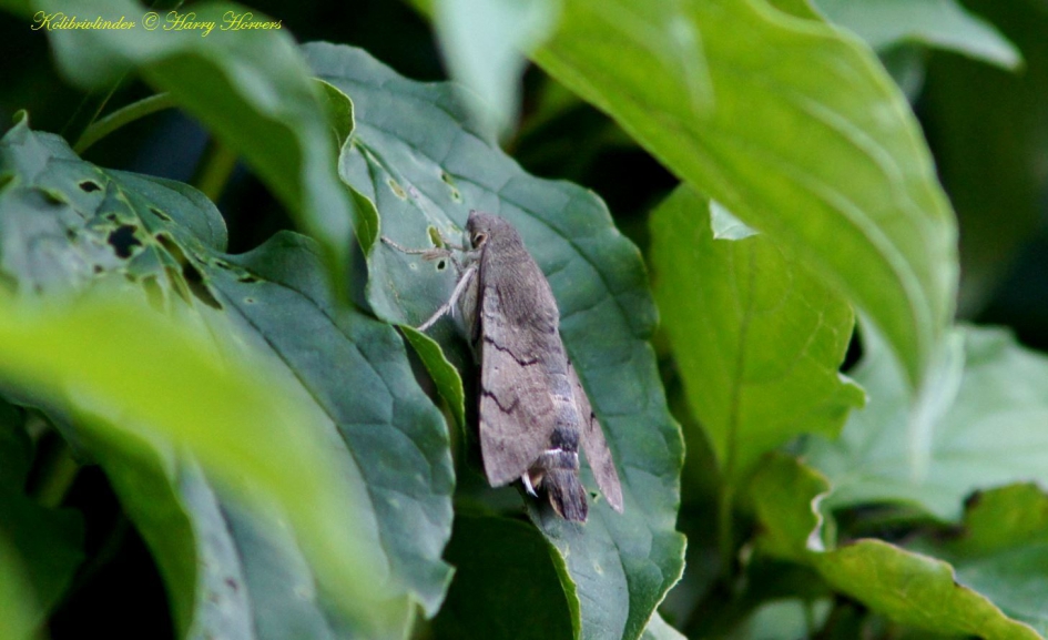 kolibrivlinder , stilzittend op blad - Geleedpotigen - kolibrivlinder