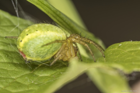 Komkommerspin (Araniella cucurbitina)