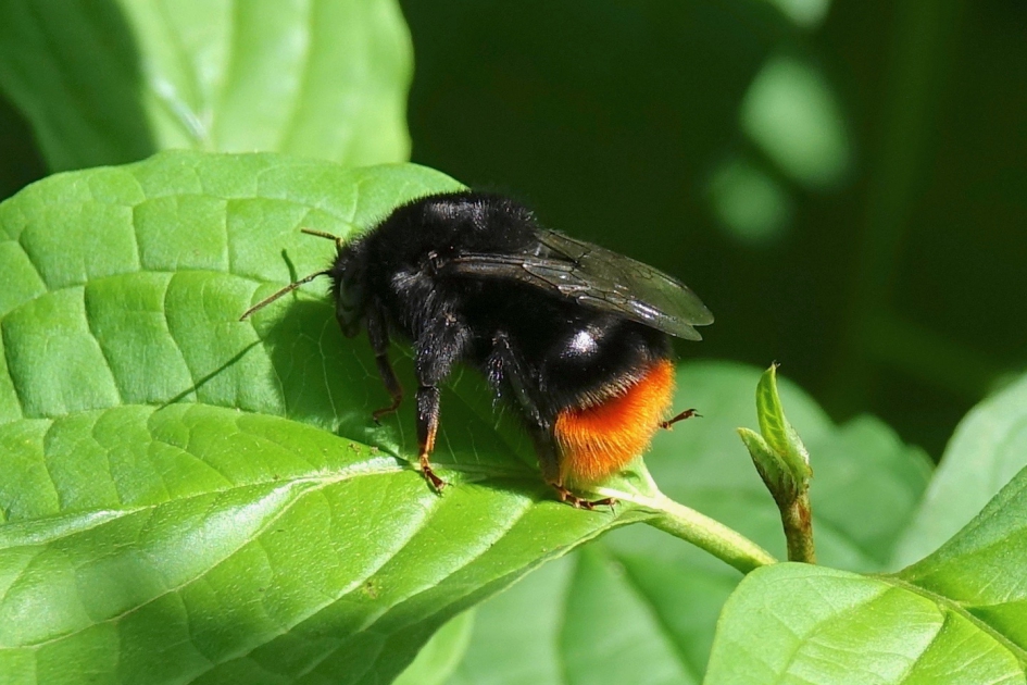 Koningin steenhommel - Geleedpotigen - Steenhommel
