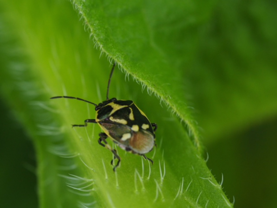 Koolwants op stap - Geleedpotigen - Koolwants