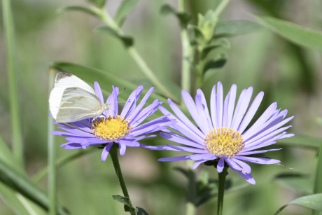 Koolwitje op asters
