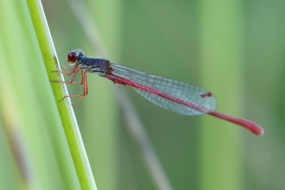 koraaljuffer -m- - Geleedpotigen - 