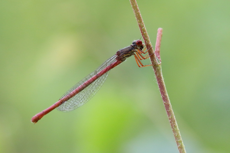 koraaljuffer -v- - Geleedpotigen - 