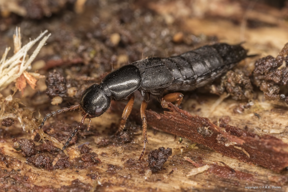 Kortschildkever - Geleedpotigen - Kortschildkever