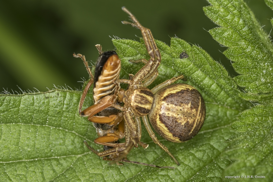 Krabspin maakt soldaat soldaat. - Geleedpotigen - Krabspin/ soldaatje