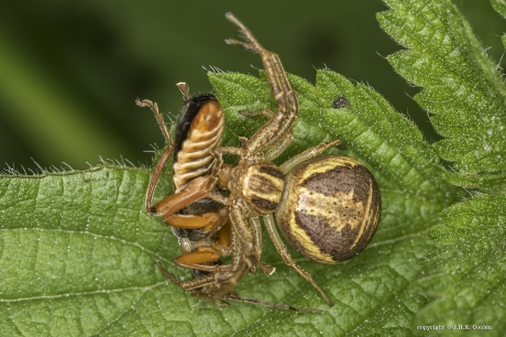 Krabspin maakt soldaat soldaat.