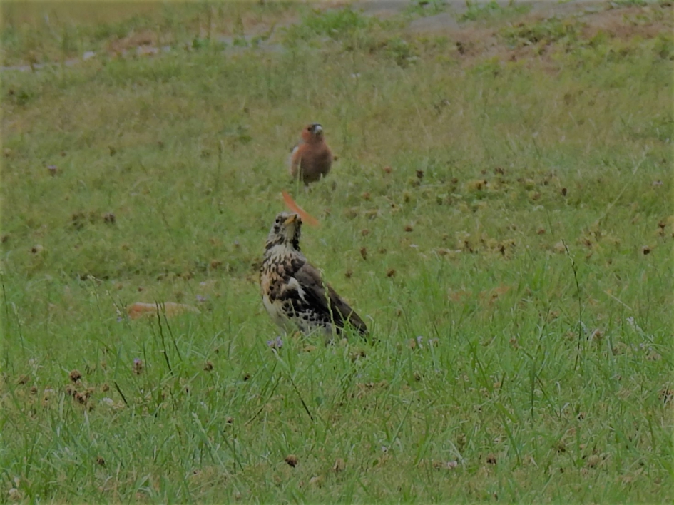 Kramsvogel en vink - Vogels - Kramsvogel