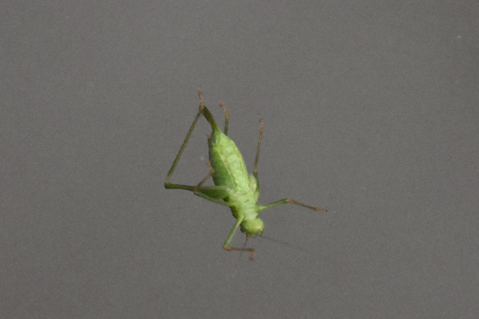 Krekel, nu buiten door het raam! - Geleedpotigen - 