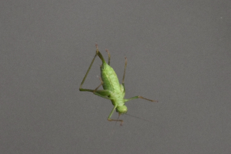 Krekel, nu buiten door het raam!