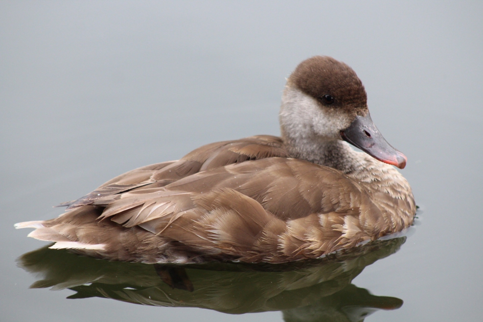 Krooneend - Vogels - Krooneend