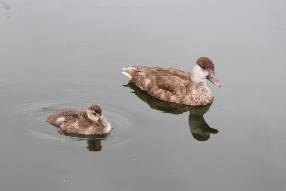 Krooneend en jong - Vogels - Krooneend
