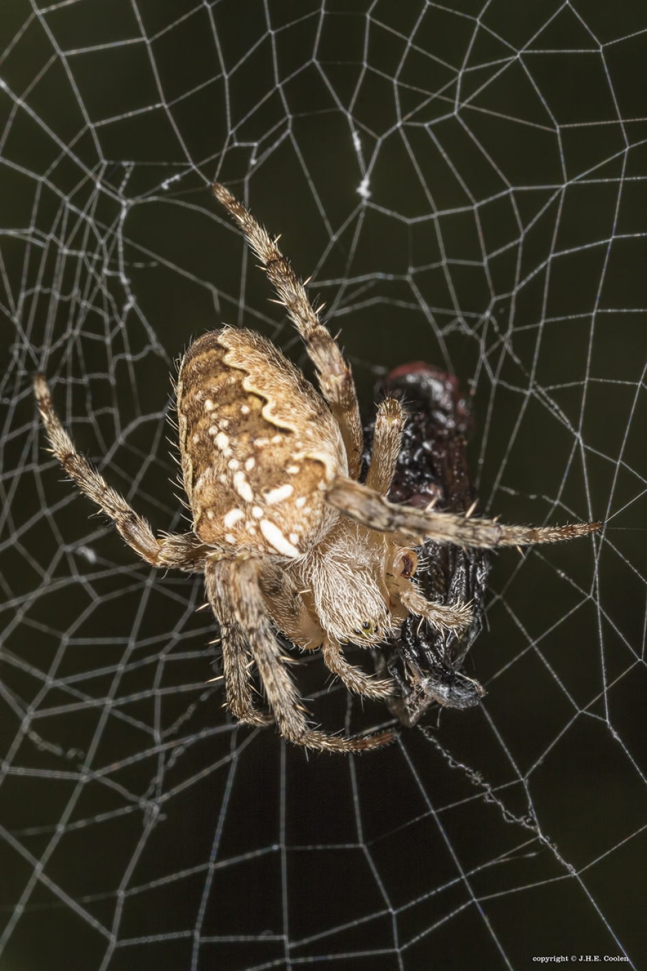 Kruisspin (Araneus diadematus) - Geleedpotigen - Kruisspin