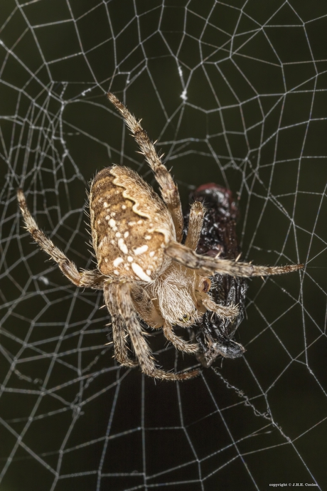 Kruisspin (Araneus diadematus)