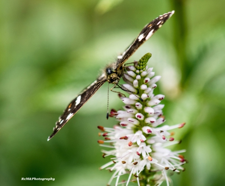 Landkaartje vlinder.