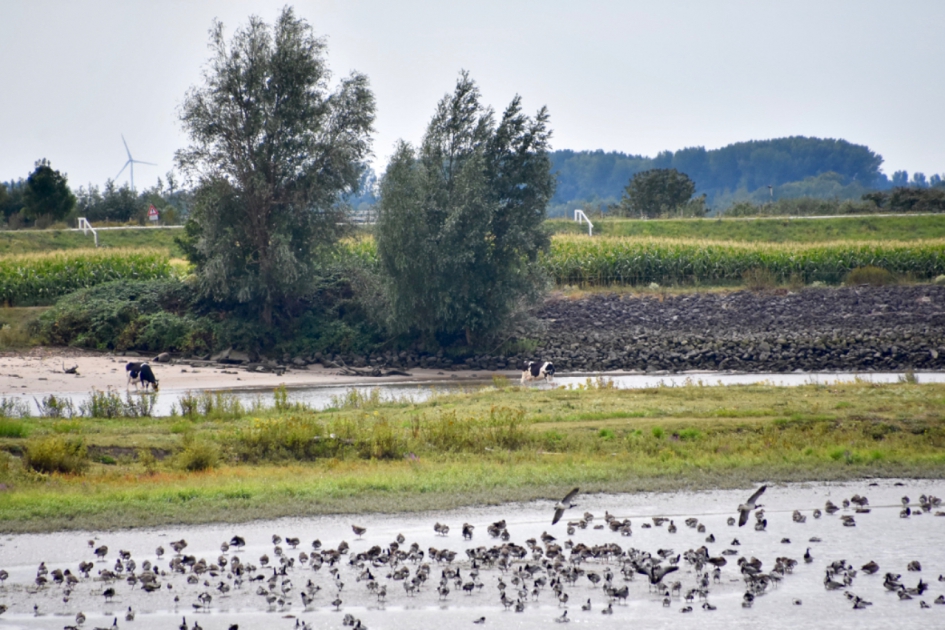 Langs de Lek - Vogels - 