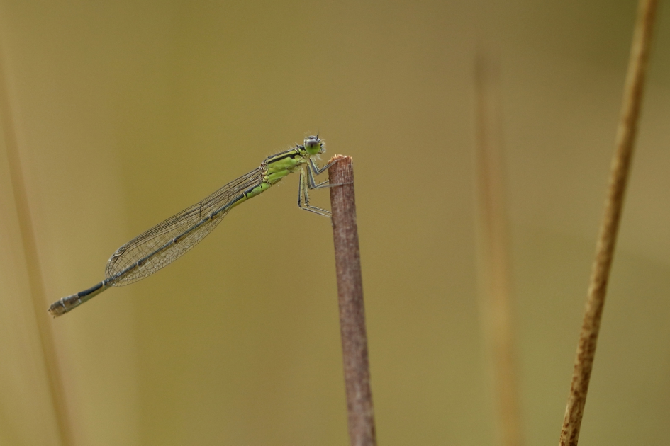 lantaarntje -v- - Geleedpotigen - 