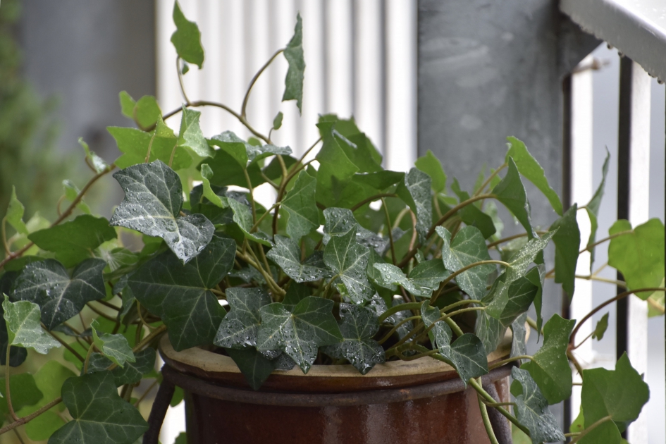 Lekker regendruppels.... - Planten - 