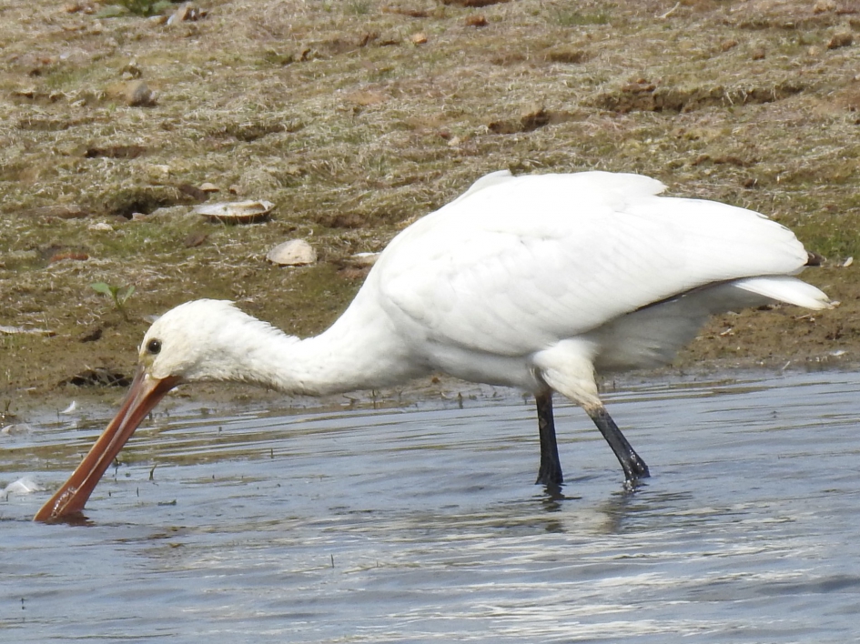 Lepelaar klapt net zijn snavel dicht - Vogels - Lepelaar