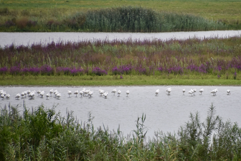 Lepelaars - Vogels - 