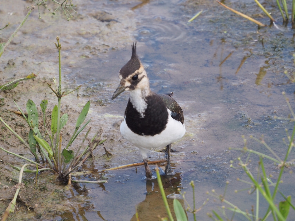 Leuk kuifje - Vogels - Kievit