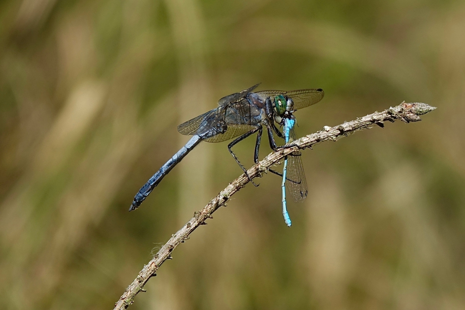 Libel eet juffer - Geleedpotigen - Gewone oeverlibel