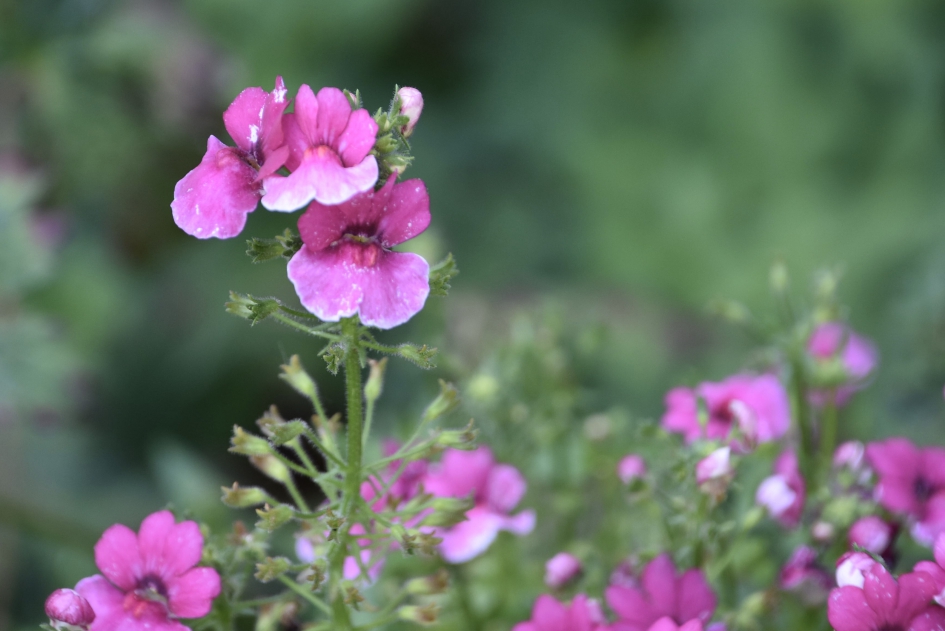 Lieve kleine bloemetjes - Planten - 