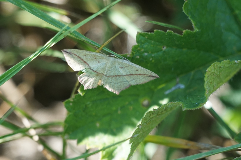 Lieveling - Geleedpotigen - Lieveling