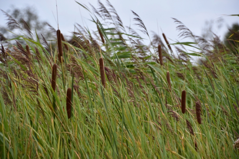 Lisdodde - Planten - 