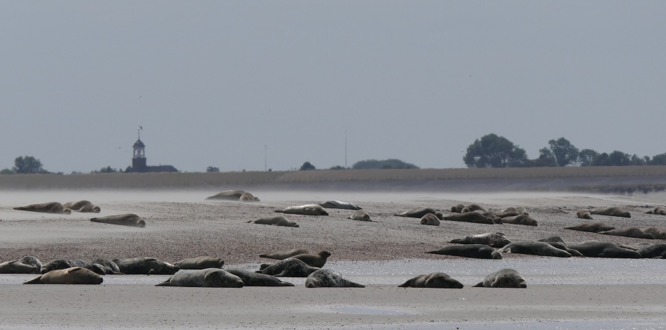Luieren - Zoogdieren - Zeehond