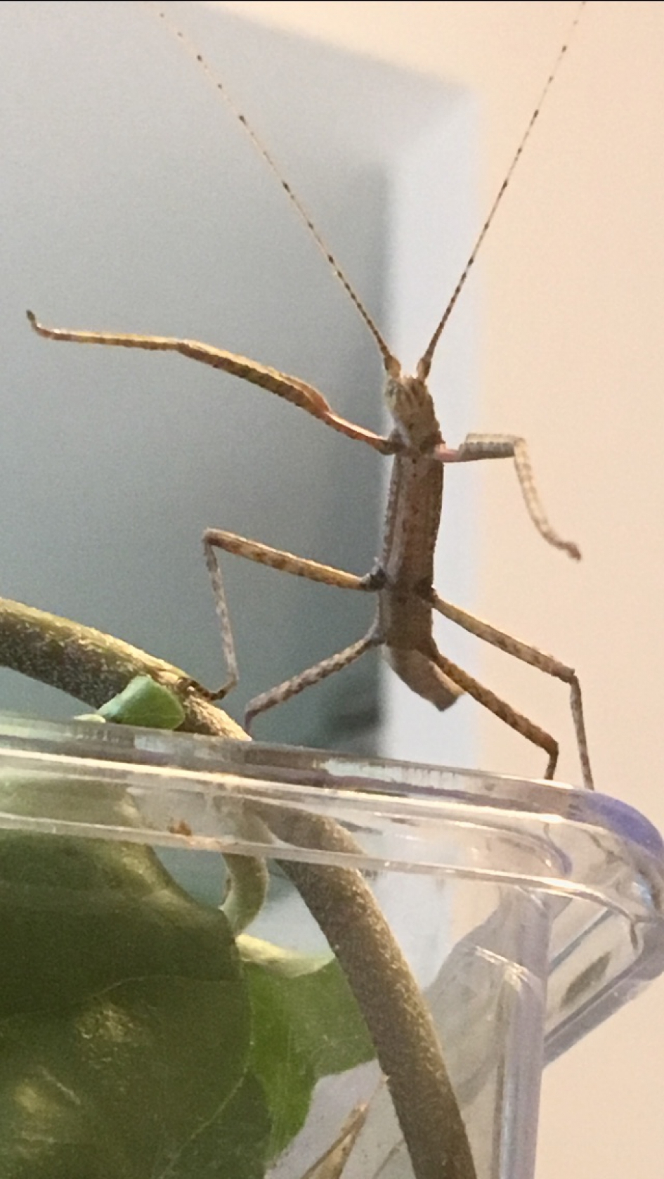 Man in black - Geleedpotigen - Indische wandelende tak