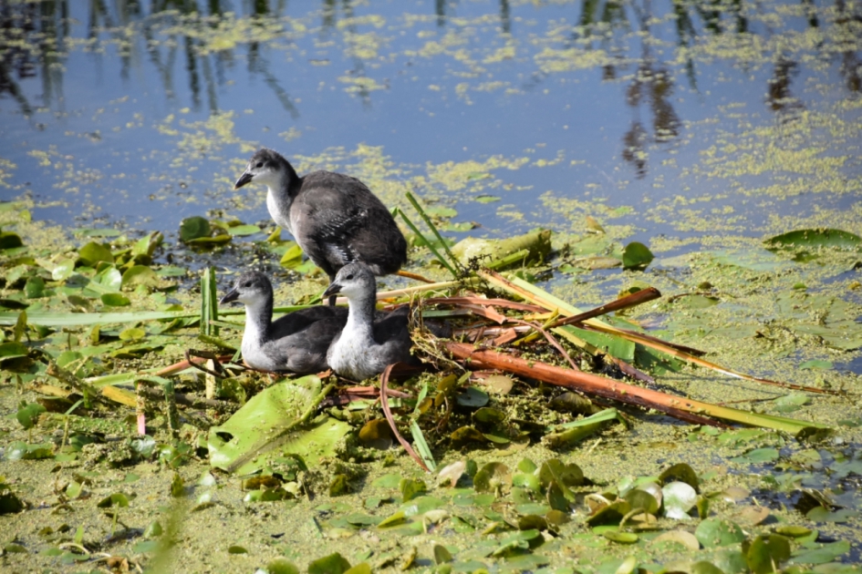 3 Meerkoetjes - Vogels - 