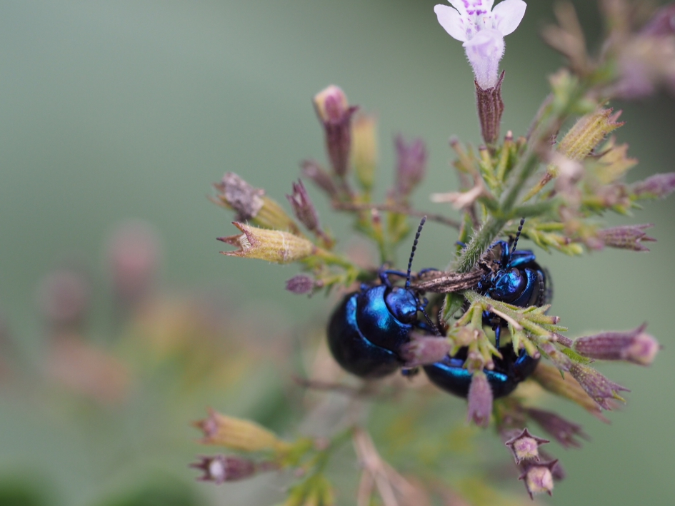Meeting - Geleedpotigen - Munthaantje