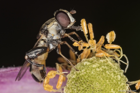 Menuetzweefvlieg (Syritta pipiens)