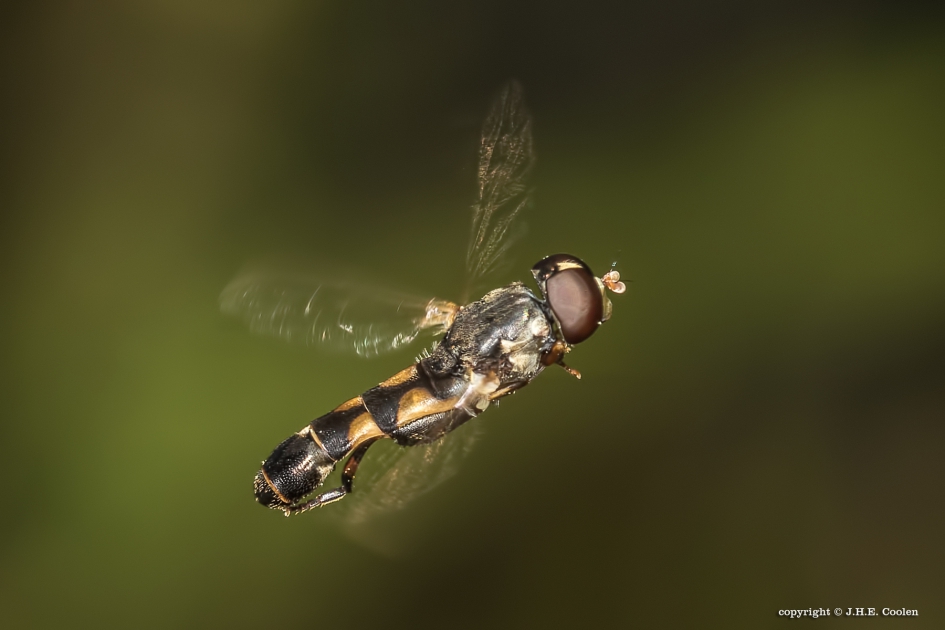 Menuetzweefvlieg (Syritta pipiens) - Geleedpotigen - Menuetzweefvlieg