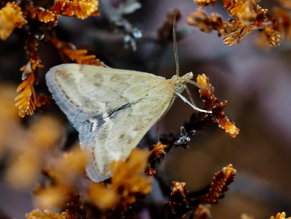 Miniscuul - Geleedpotigen - Weegbreemot