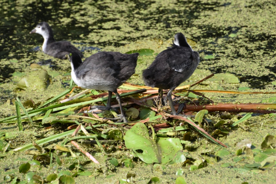 Moeder meerkoet komt in de buurt ... - Vogels - 