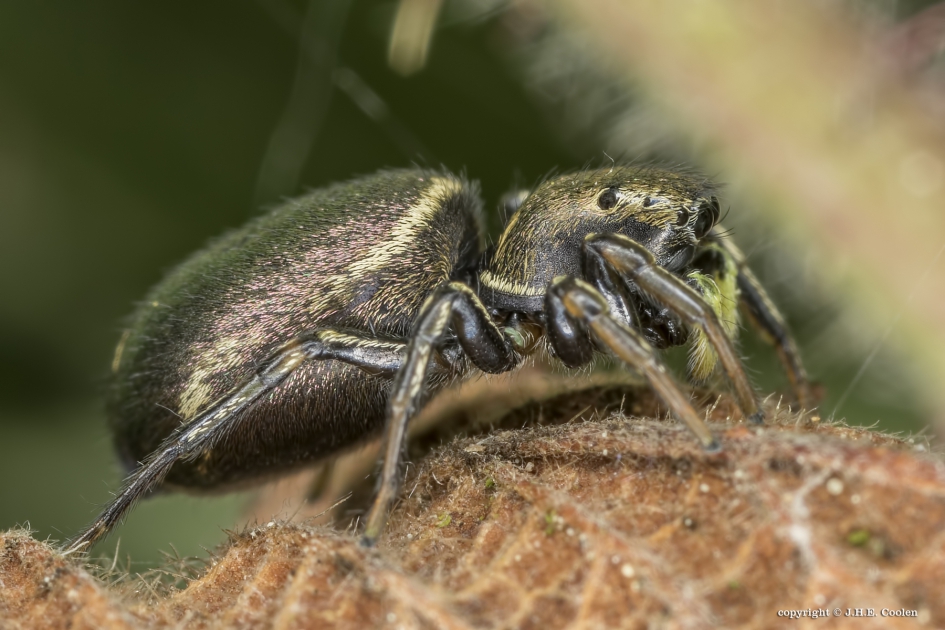 Moerasblinker (Heliophanus auratus) - Geleedpotigen - Moerasblinker
