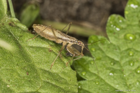 Moerassikkelwants (Nabis limbatus)