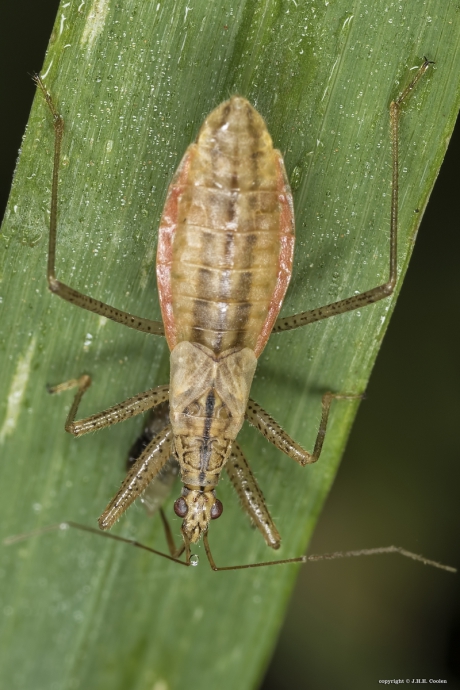 Moerassikkelwants (Nabis limbatus)