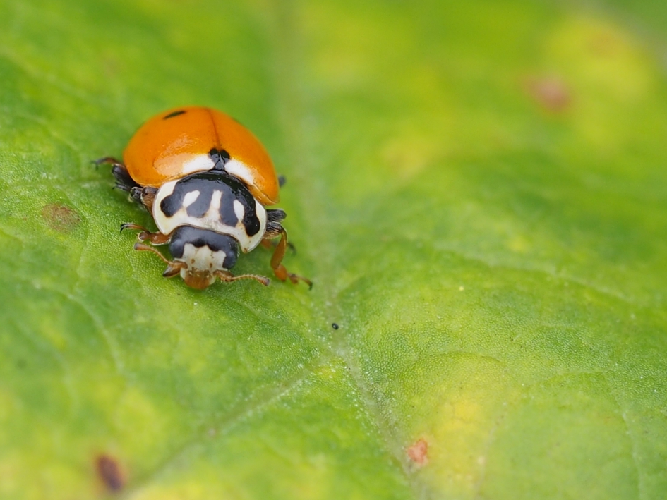 Monster van een lieveheersbeestje - Geleedpotigen - Aziatisch lieveheersbeestje