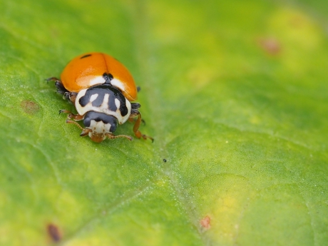Monster van een lieveheersbeestje