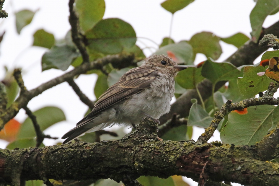 Mooi jonkie - Vogels - 