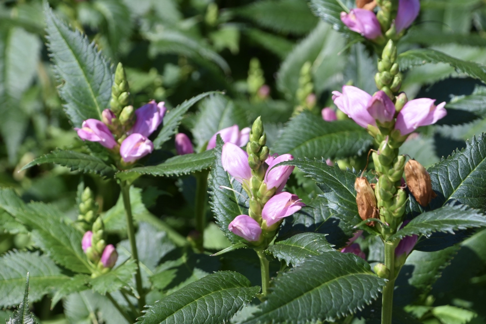 Nog voldoende bloemen in... - Planten - 