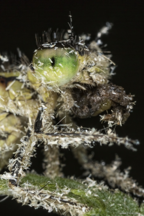 Mot met een mot omdat het mot.