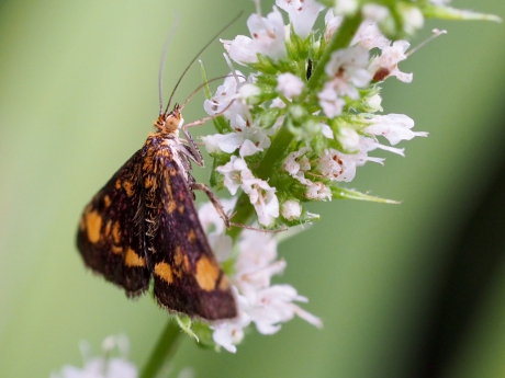 Munt en bijpassend motje