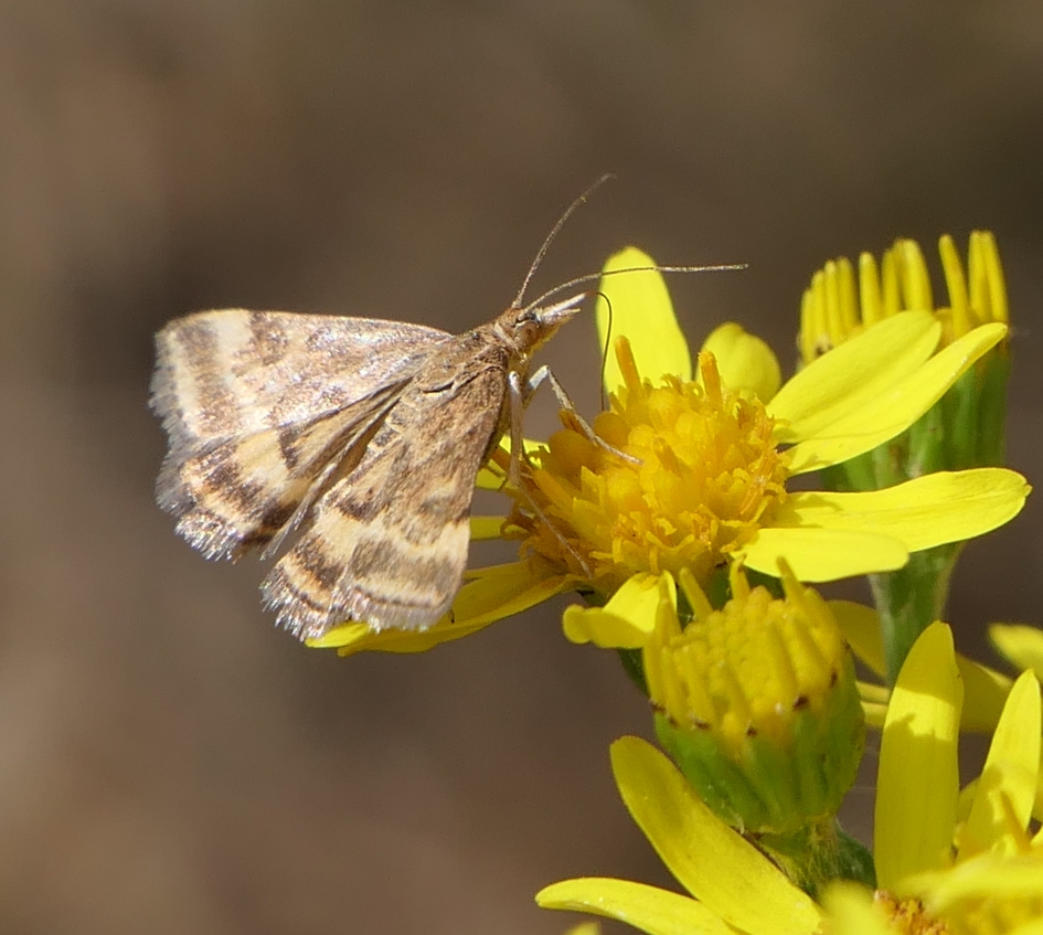 Nachtvlinder - Geleedpotigen - 
