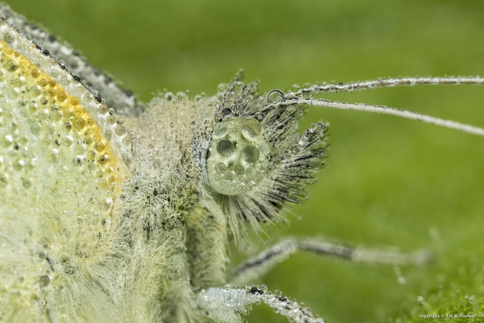 Nat....eindelijk - Geleedpotigen - Klein geaderd witje