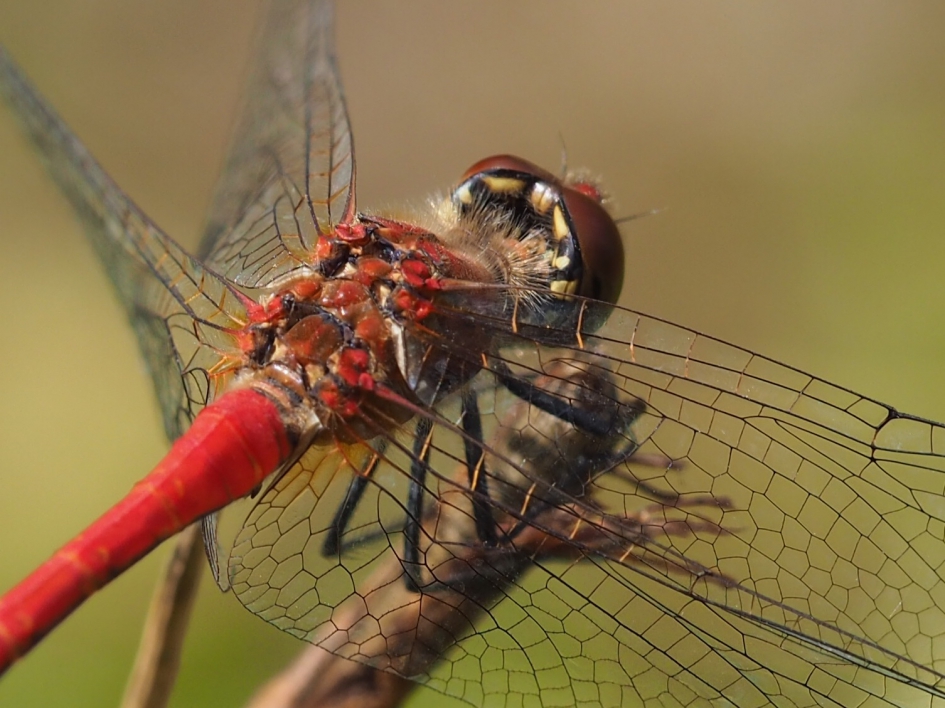 Nekje - Geleedpotigen - Geelvlekheidelibel