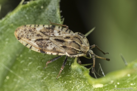 Netwants  (Tingis ampliata)